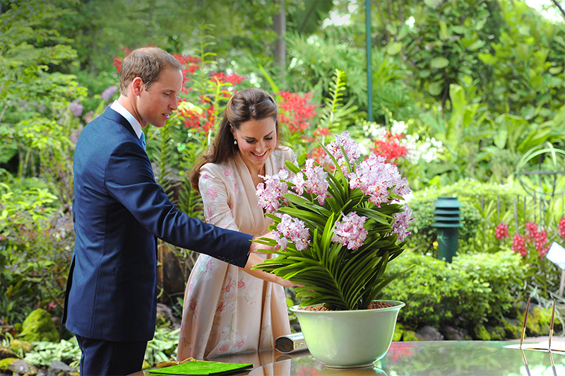 During the visit by Prince William and Catherine, the Duchess of Cambridge, to the National Orchid Garden on 11 September 2012, the royal couple was presented with an orchid named after them, the Vanda William Catherine. Courtesy of the National Parks Board